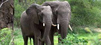 Parc national de la Maiko, République démocratique du Congo