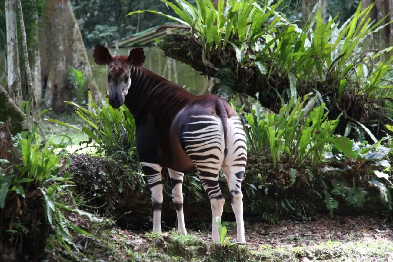 Parc national de la Maiko, République démocratique du Congo