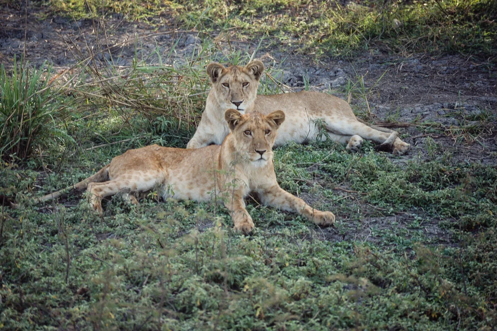 Parc national du Manovo-Gounda St. Floris, République centrafricaine