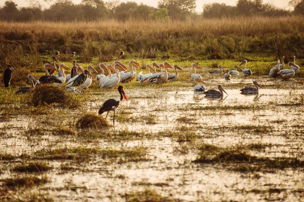 Parc national du Manovo-Gounda St. Floris, République centrafricaine