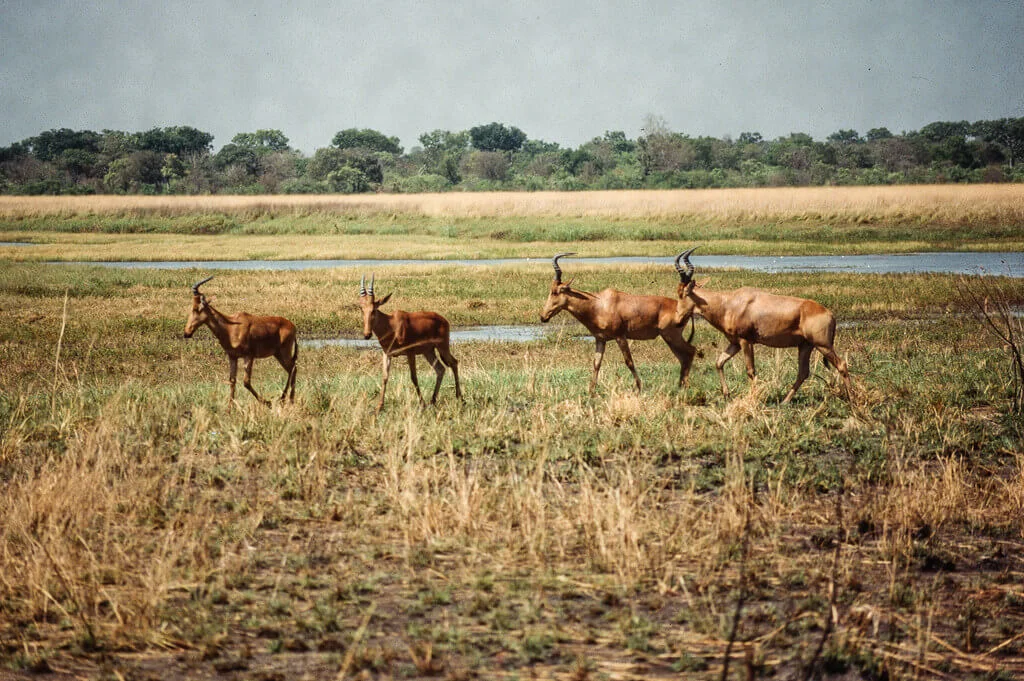 Parc national du Manovo-Gounda St. Floris, République centrafricaine