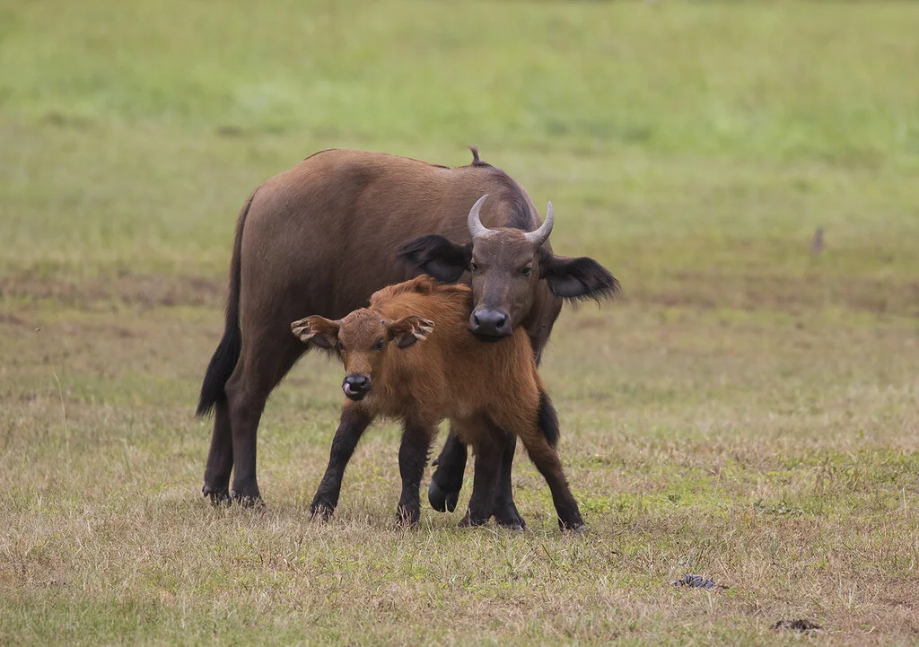 Parc national de la Lopé, Gabon