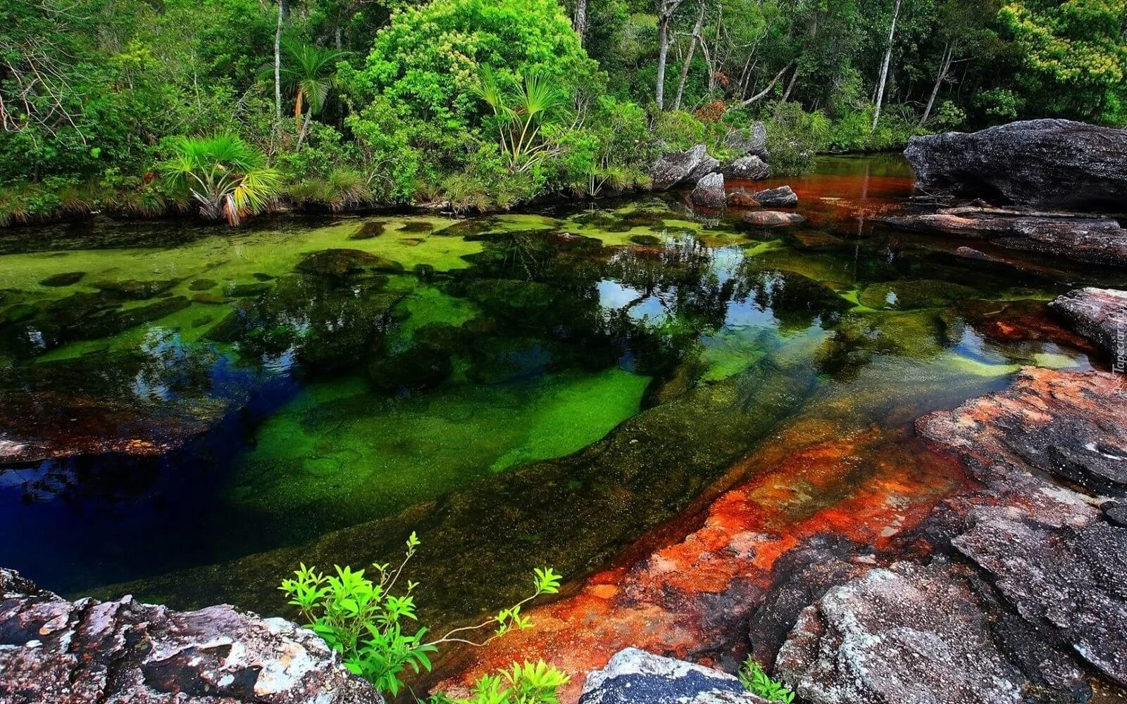 Cano Cristales, Colombie