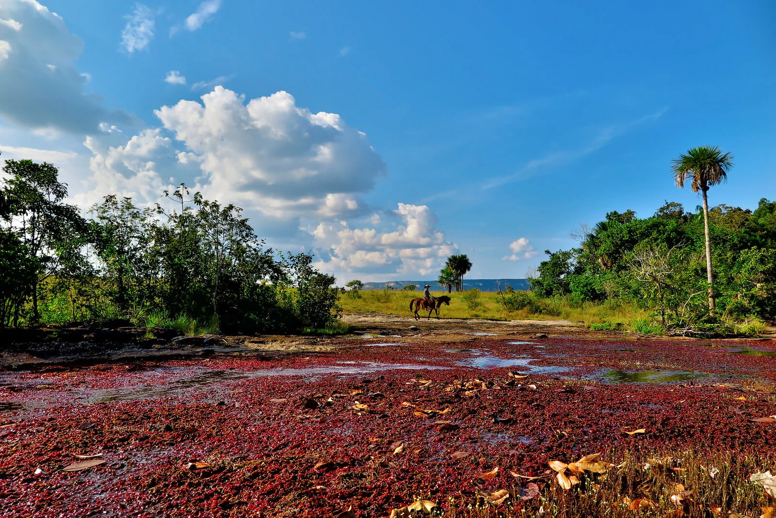 Cano Cristales, Colombie