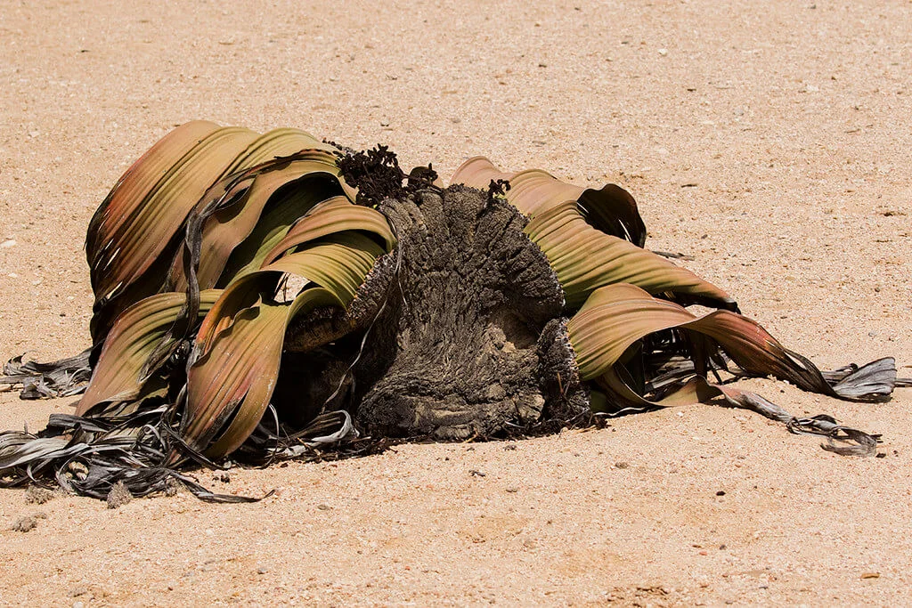 Welwitschia Plains, Namibie