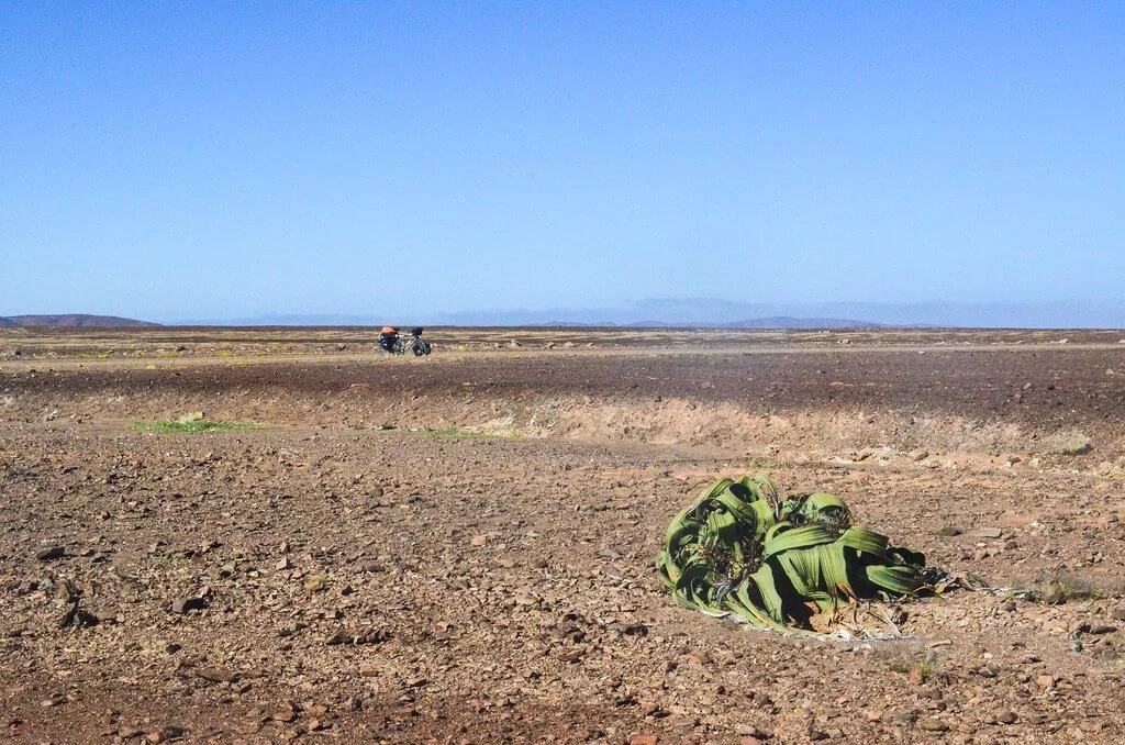 Welwitschia Plains, Namibie