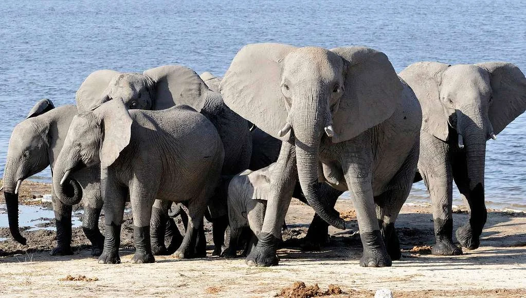 Chobe River Front, Botswana