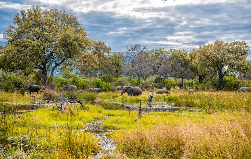 Moremi Game Reserve, Botswana
