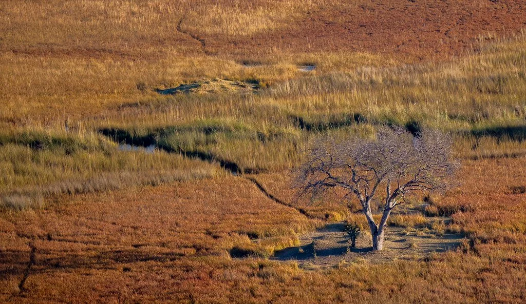 Moremi Game Reserve, Botswana