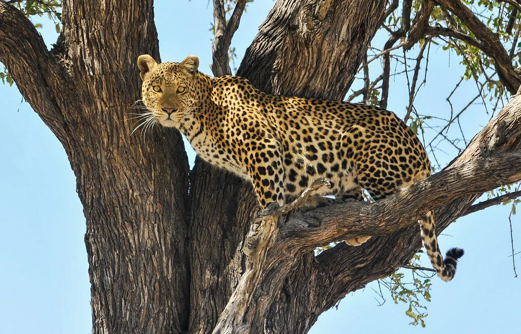 Moremi Game Reserve, Botswana