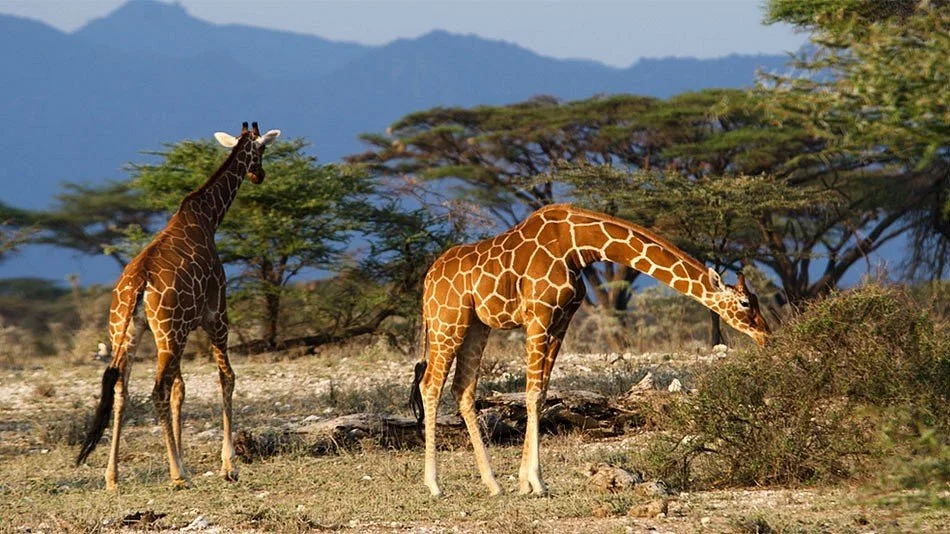 Parc national Queen Elizabeth, Ouganda