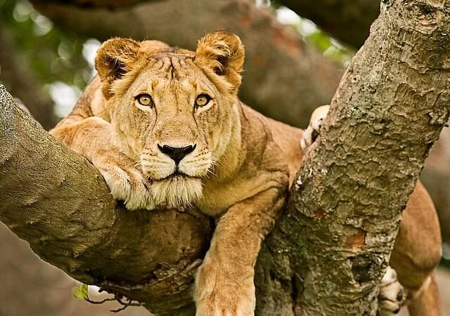 Parc national Queen Elizabeth, Ouganda