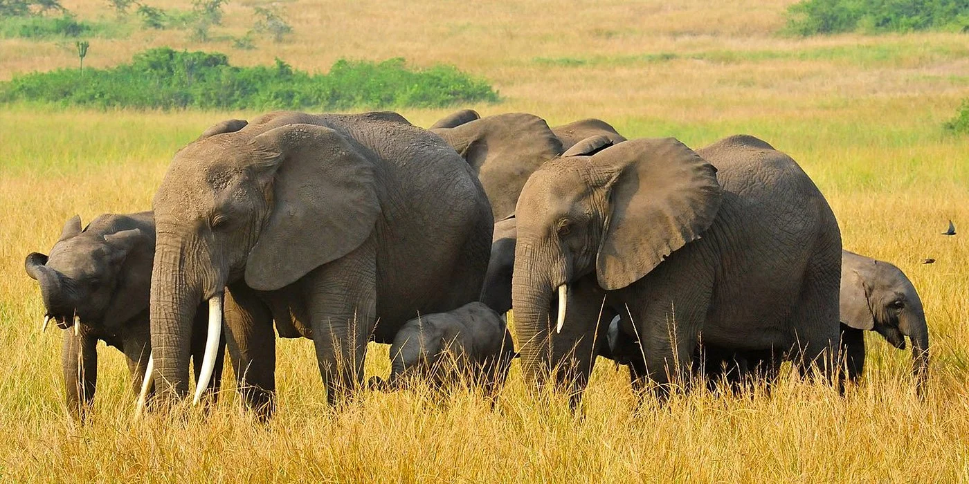 Parc national Queen Elizabeth, Ouganda