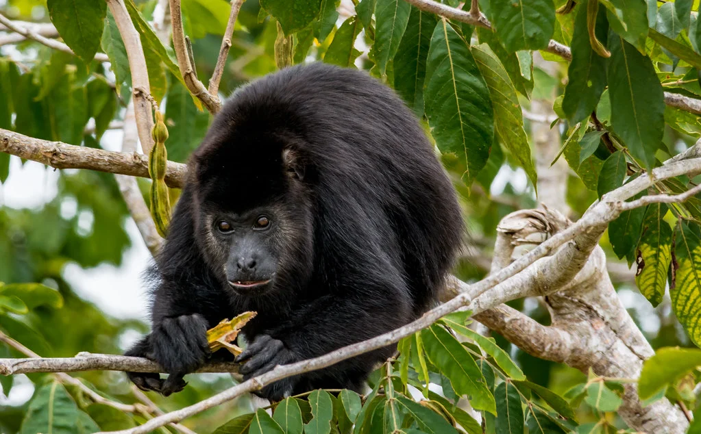 Jungle Lacandone, Mexique