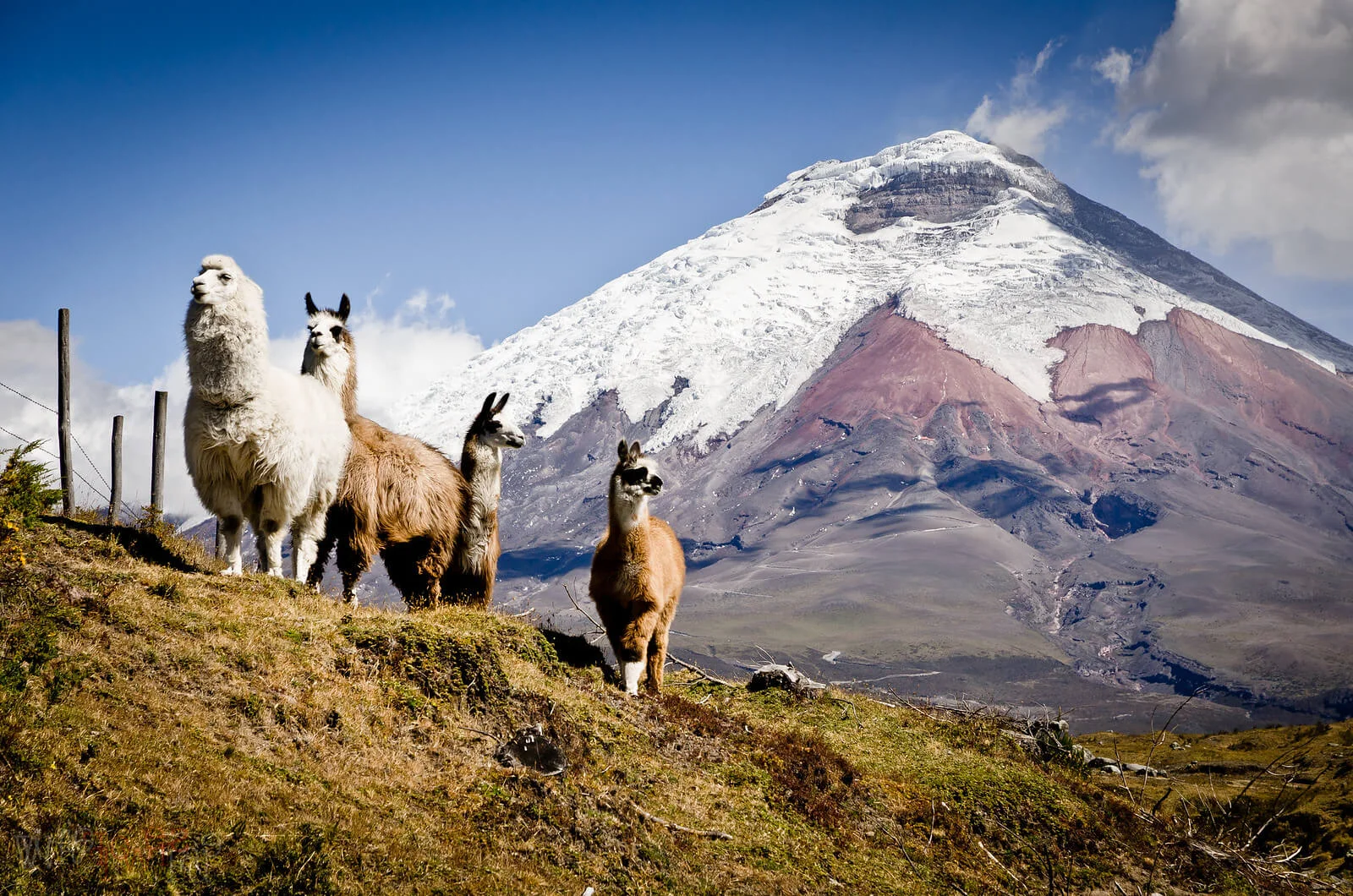 Cotopaxi, Équateur, Équateur