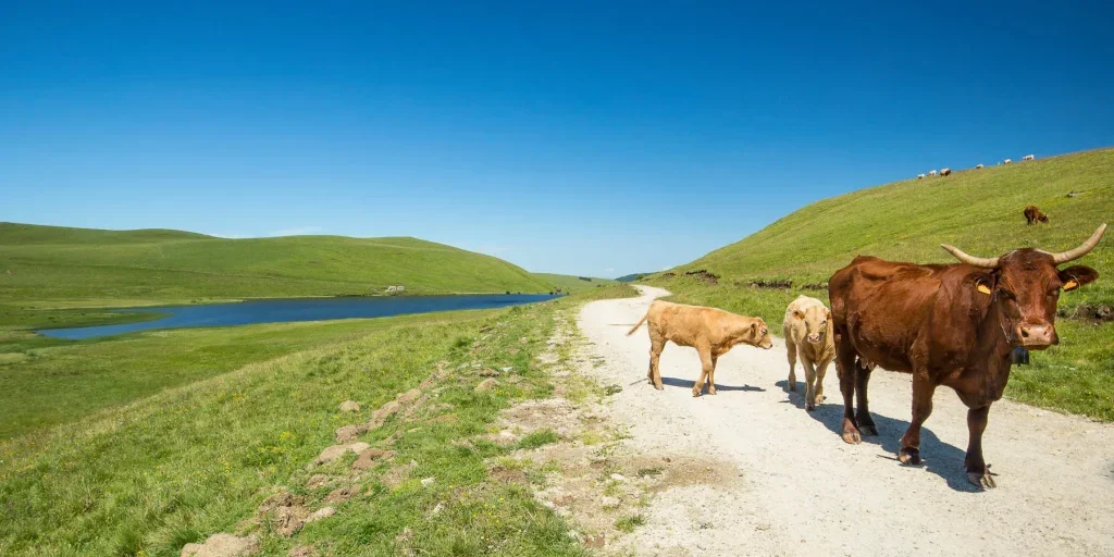 Plateau du Cézallier, France