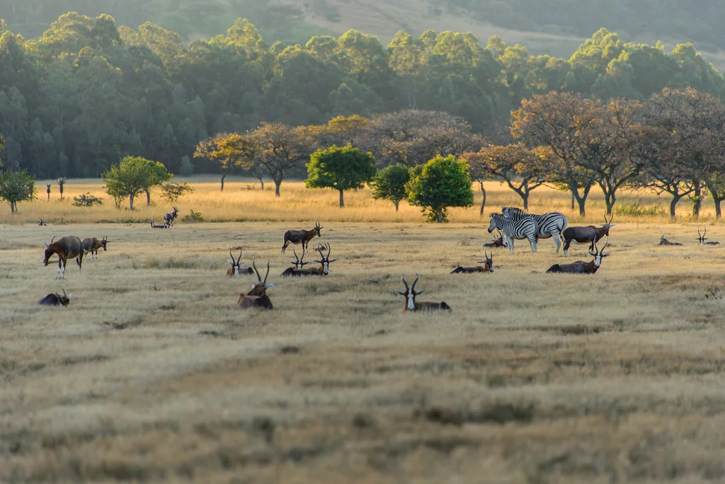 Réserve de Mlilwane, Swaziland