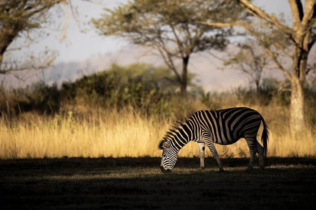 Réserve de Mlilwane, Swaziland