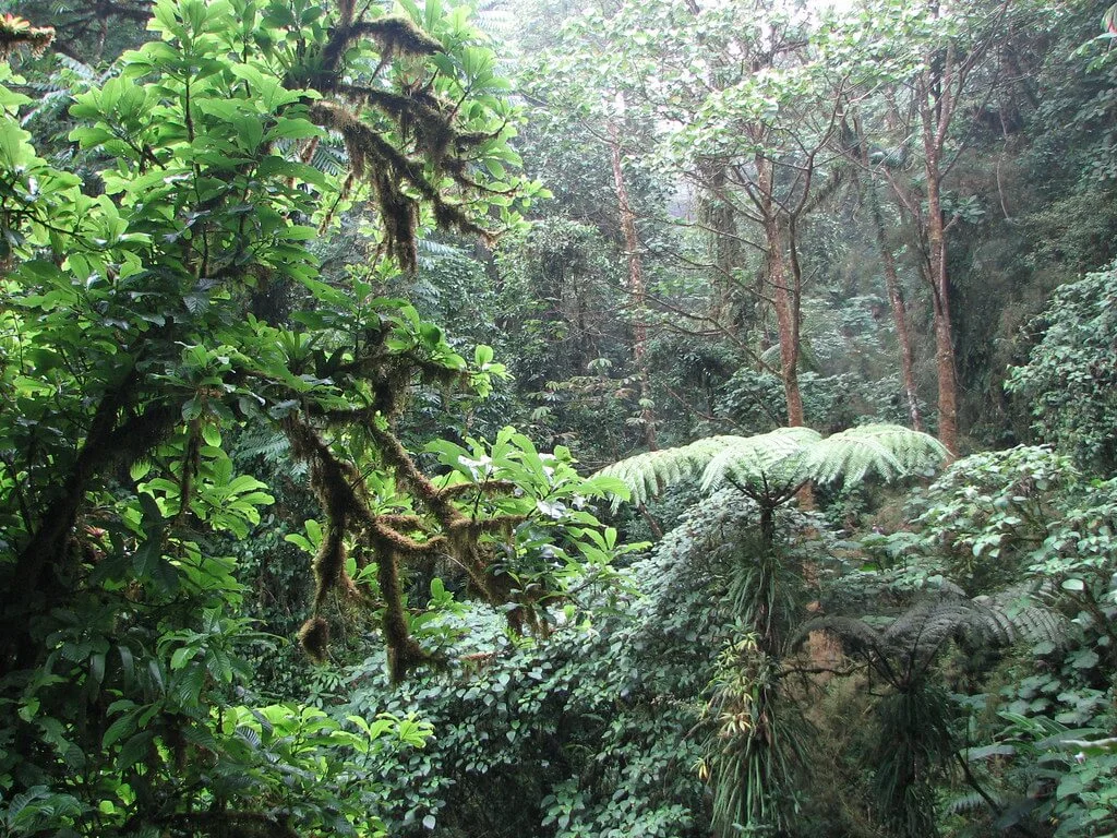 Réserve biologique de Monteverde, Costa Rica, Costa Rica
