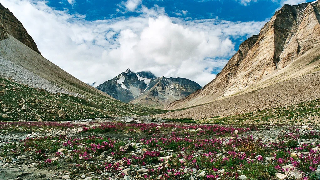 Kurgiak, Inde