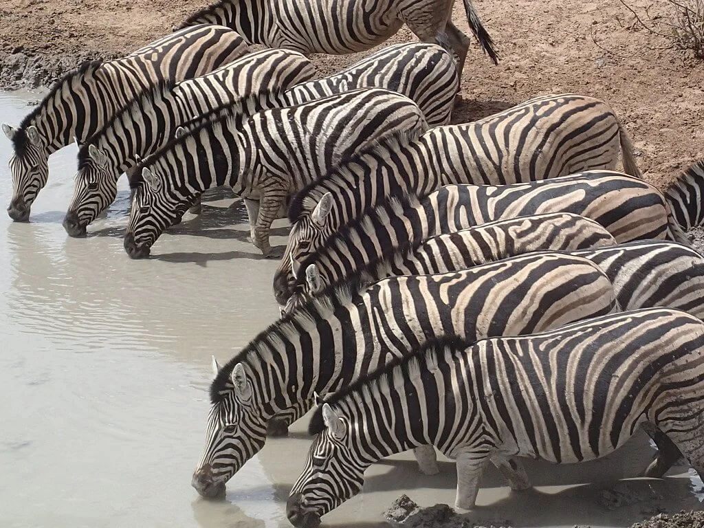 Olifantsrus Game Viewing Hide, Namibie