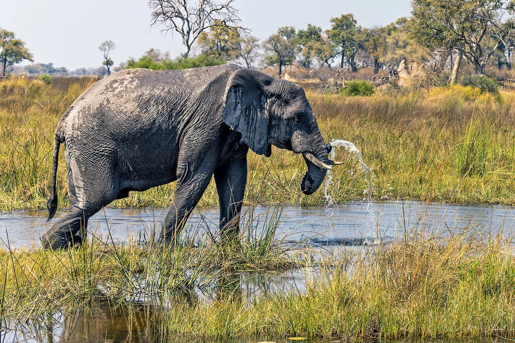 Réserve de Linyanti, Botswana