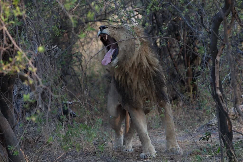 Réserve de Linyanti, Botswana