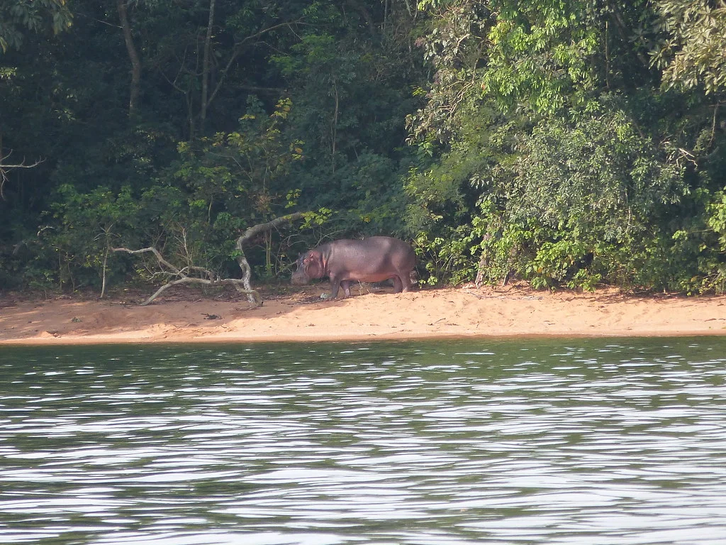 Parc national de Rubondo Island, Tanzanie