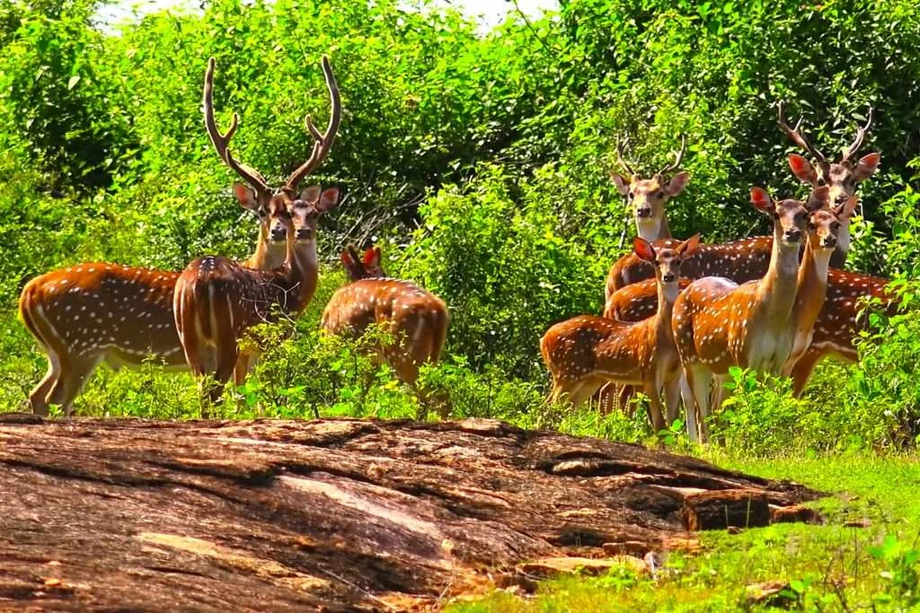 Parc national d'Udawalawe, Sri Lanka, Sri Lanka