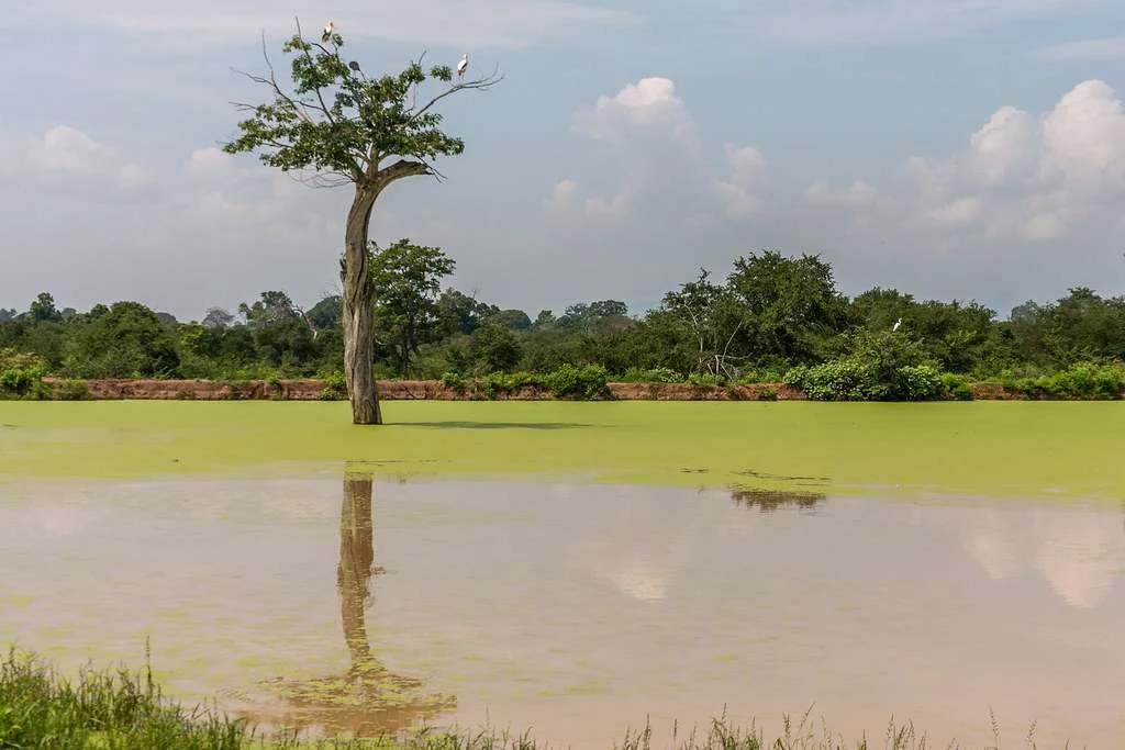 Parc national d'Udawalawe, Sri Lanka, Sri Lanka