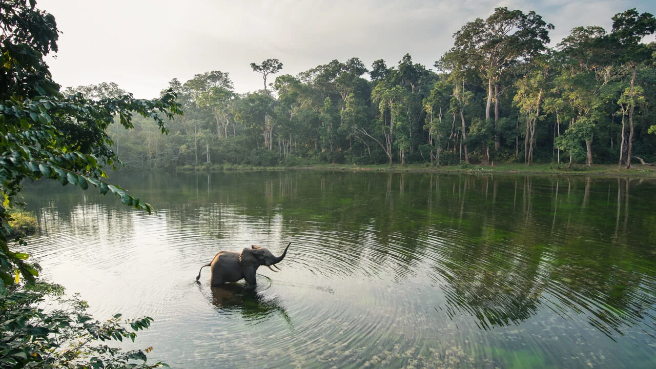 Parc national de Nouabalé-Ndoki, République du Congo