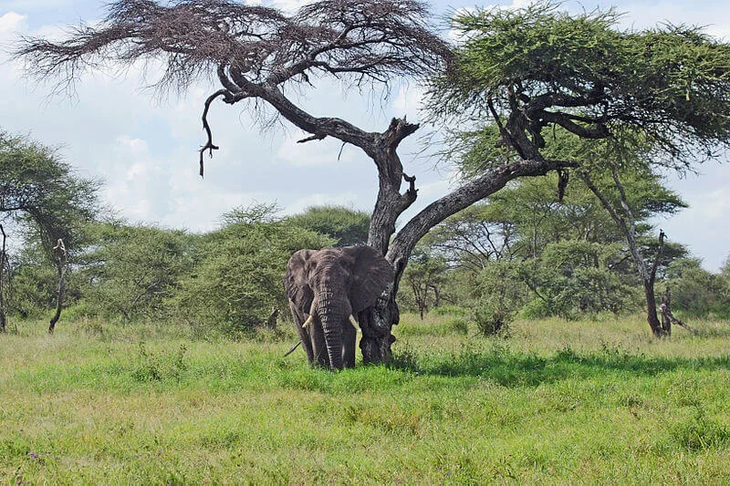 Parc national du Serengeti, Tanzanie