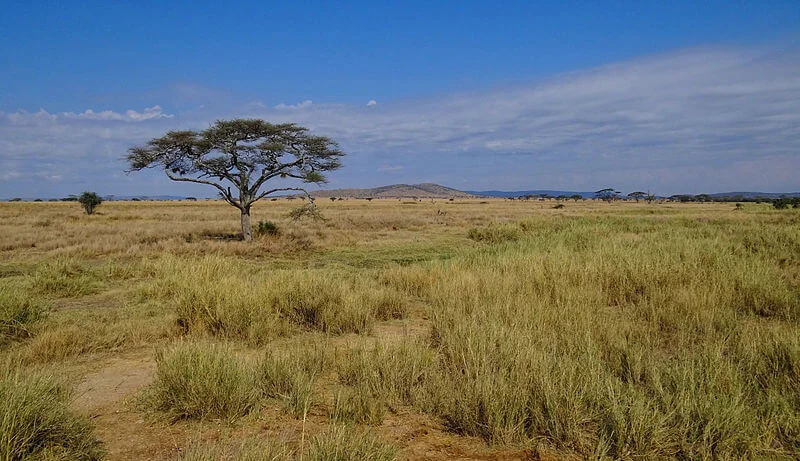 Parc national du Serengeti, Tanzanie