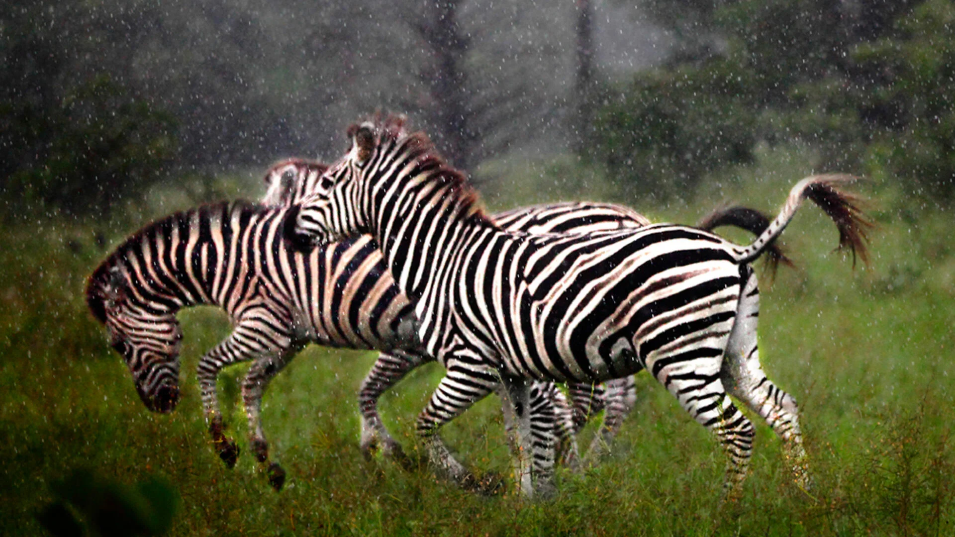 Parc national de la Kéran, Togo