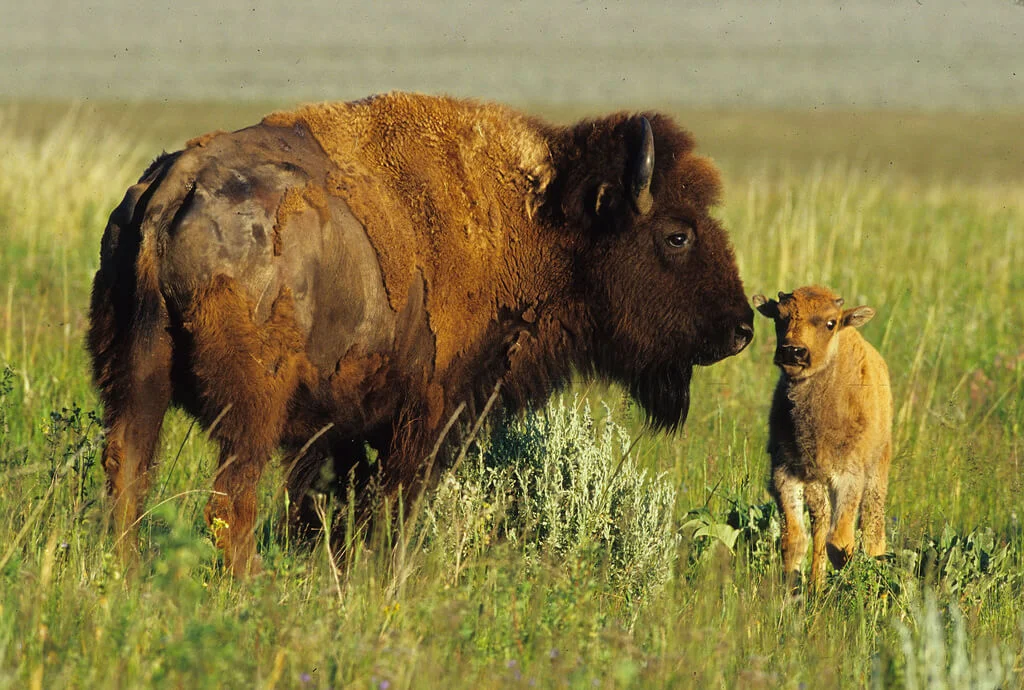 Parc national de Grand Teton, États-Unis
