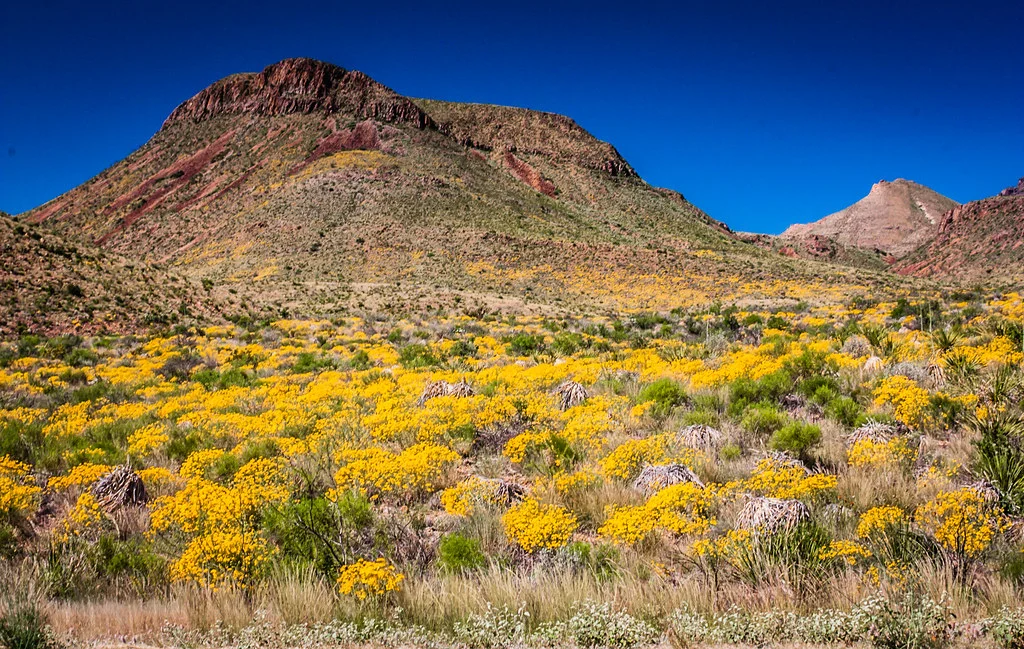 Monts Chisos, États-Unis