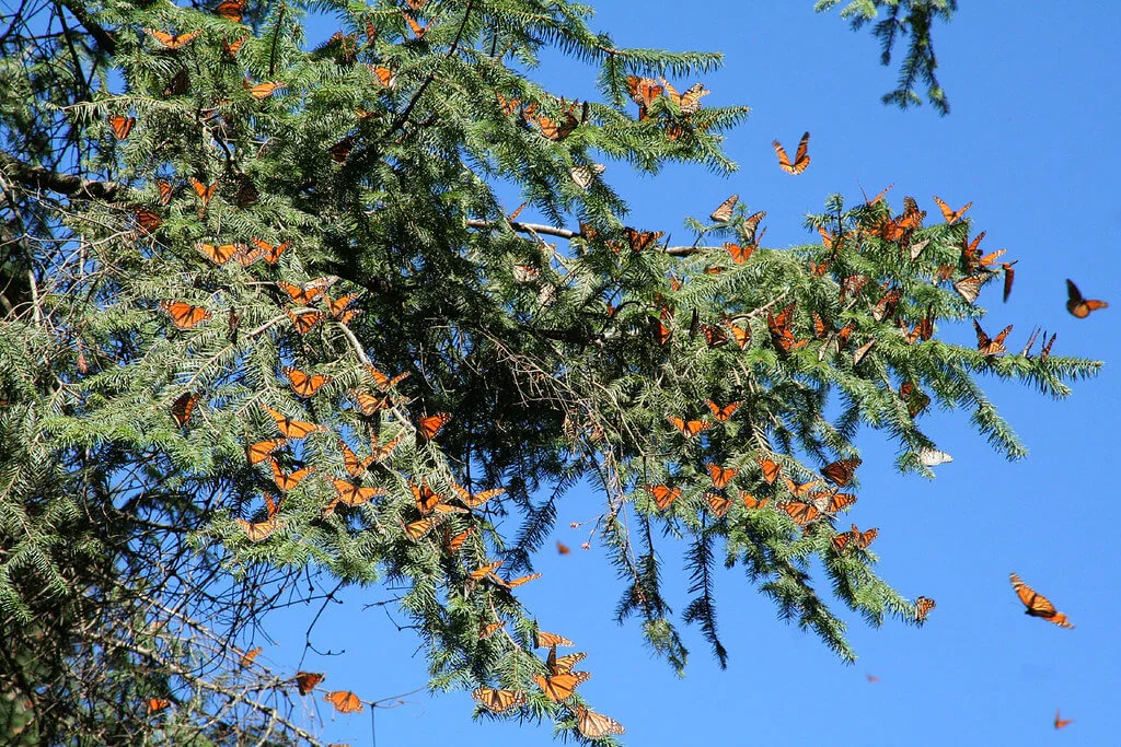 Réserve de biosphère du papillon monarque, Mexique, Mexique