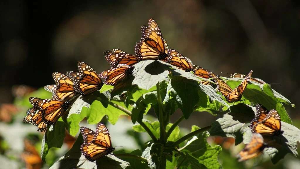 Réserve de biosphère du papillon monarque, Mexique, Mexique