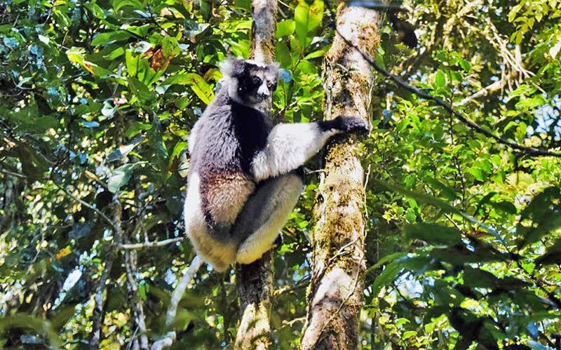 Parc national d'Andasibe-Mantadia, Madagascar