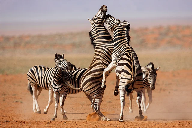 Réserve naturelle du NamibRand, Namibie