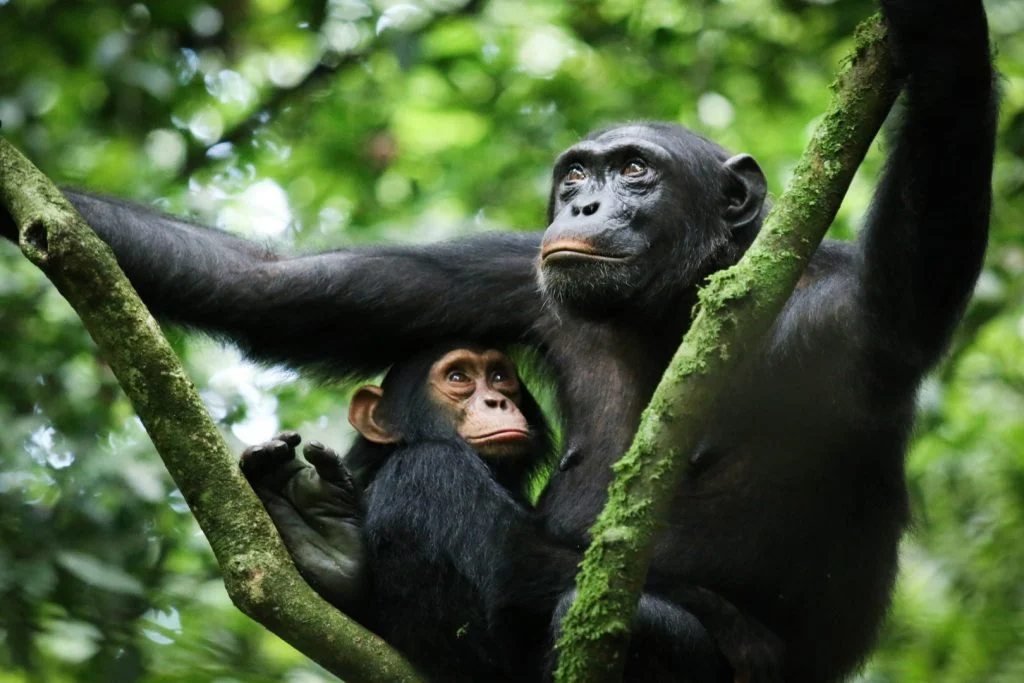 Parc national de Kibale, Ouganda