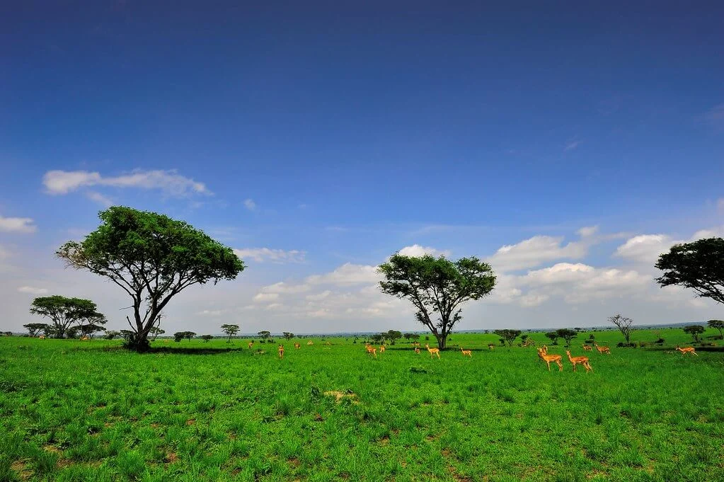 Parc national de Kibale, Ouganda