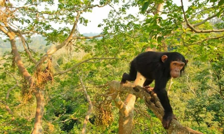 Parc national de Kibale, Ouganda