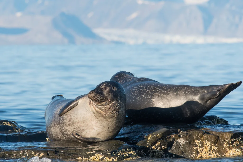 Prince Charles Foreland, Svalbard et Jan Mayen