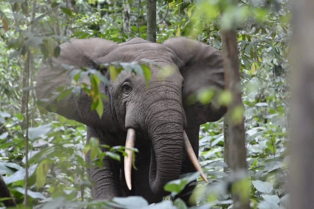 Parc national de Conkouati-Douli, République du Congo