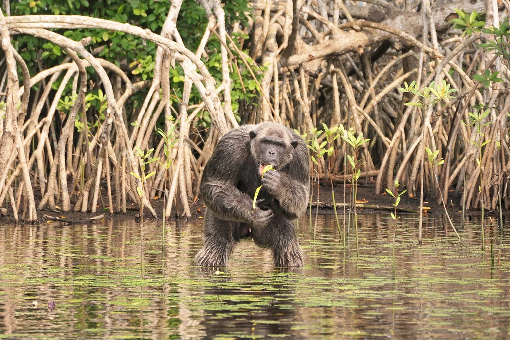 Parc national de Conkouati-Douli, République du Congo