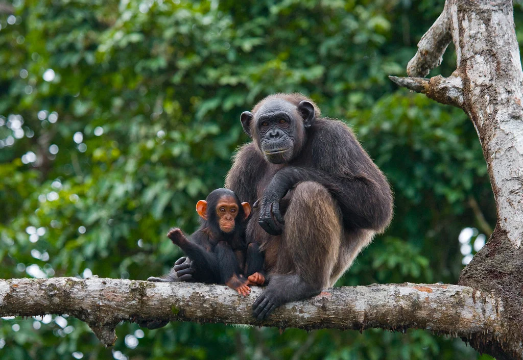 Parc national de Conkouati-Douli, République du Congo