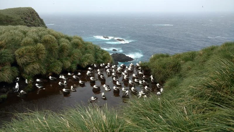 Îles Diego Ramirez, Chili