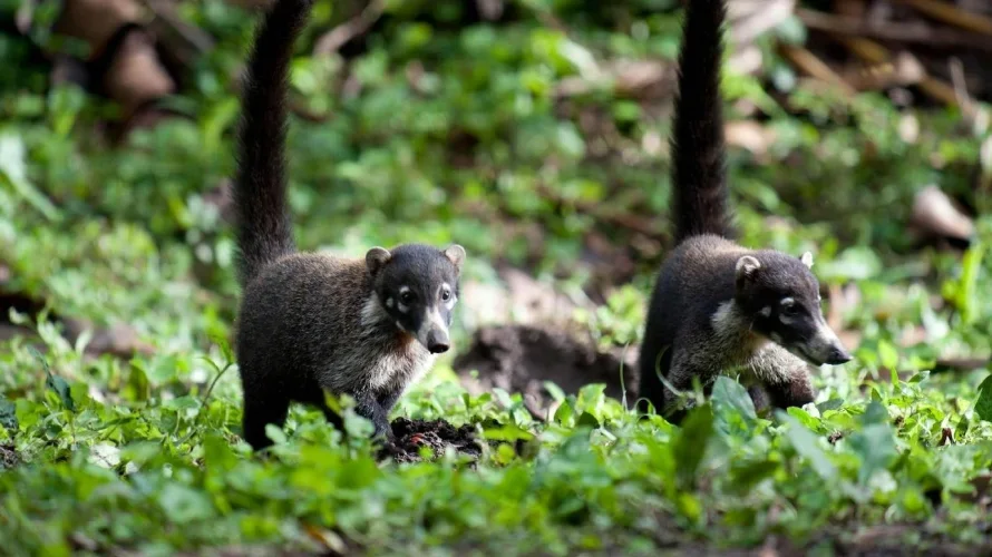 Parc national Piedras Blancas, Costa Rica