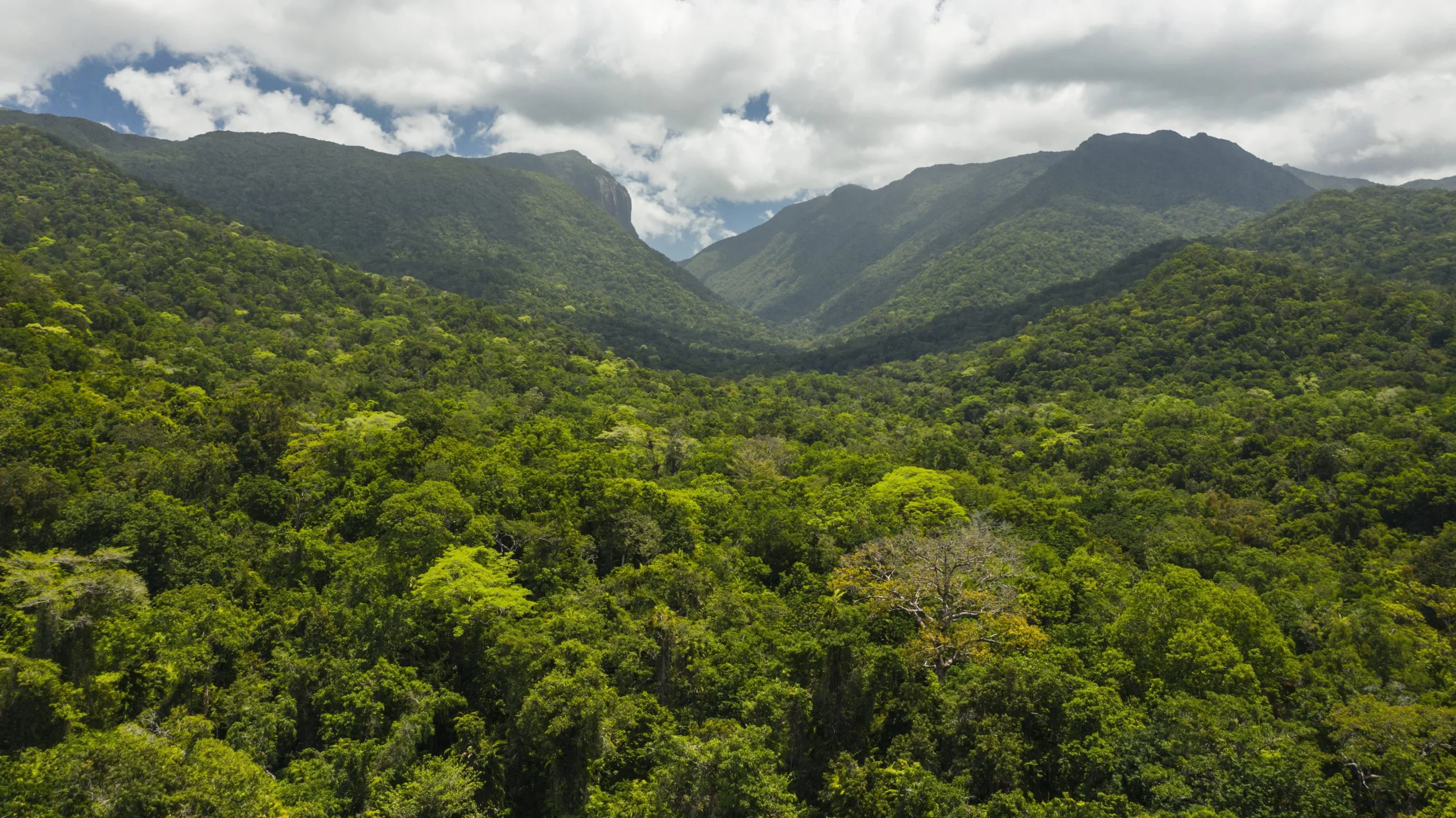 Forêt de Daintree, Australie